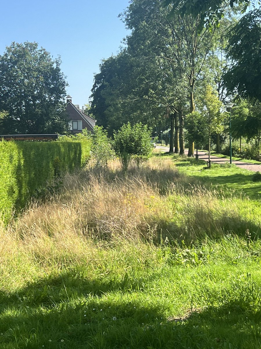 Beste <a href="/gemVeenendaal/">gemeente Veenendaal</a> kan deze strook bij de Ruisseveen Veenendaal ook weer eens netjes worden gemaakt?