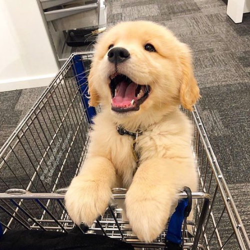 dog in cart $DIC tweet media