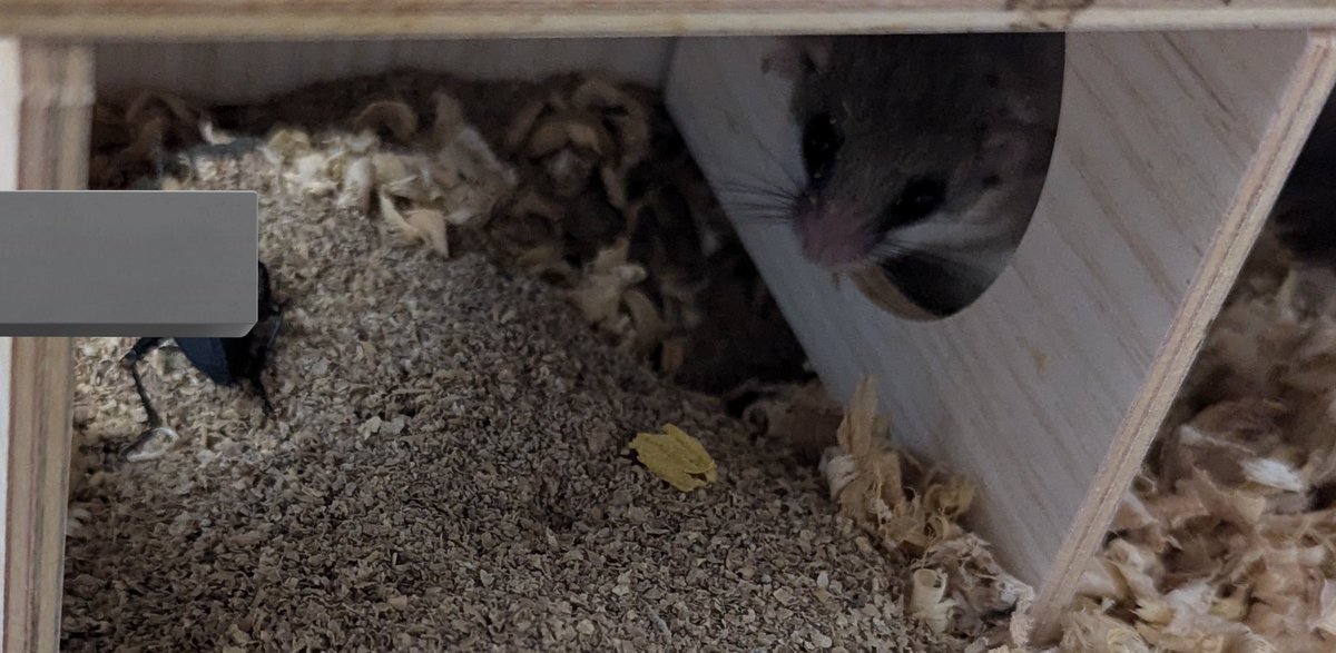 巨大ミルワームの成虫を初めてお部屋に入れてみた🤔
5分くらいで白鯨がしっかり捕食してた強い子💪