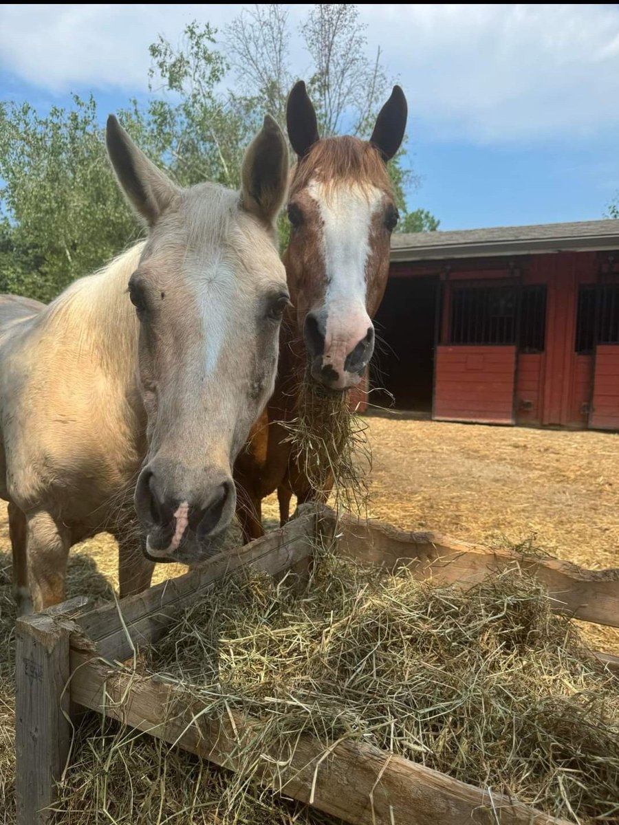 GerdasEquineRes's tweet photo. POOHBEAR &amp; RIO are heading to Michigan! 20 yrs together and their owner's life took an unexpected twist. Gerda promised they would stay together and they will. Elaine Nash of Fleet of Angels &amp; the Director of Reality's Chance Equine Rescue/Sanctuary found them the perfect home. https://t.co/omZnbltnj5