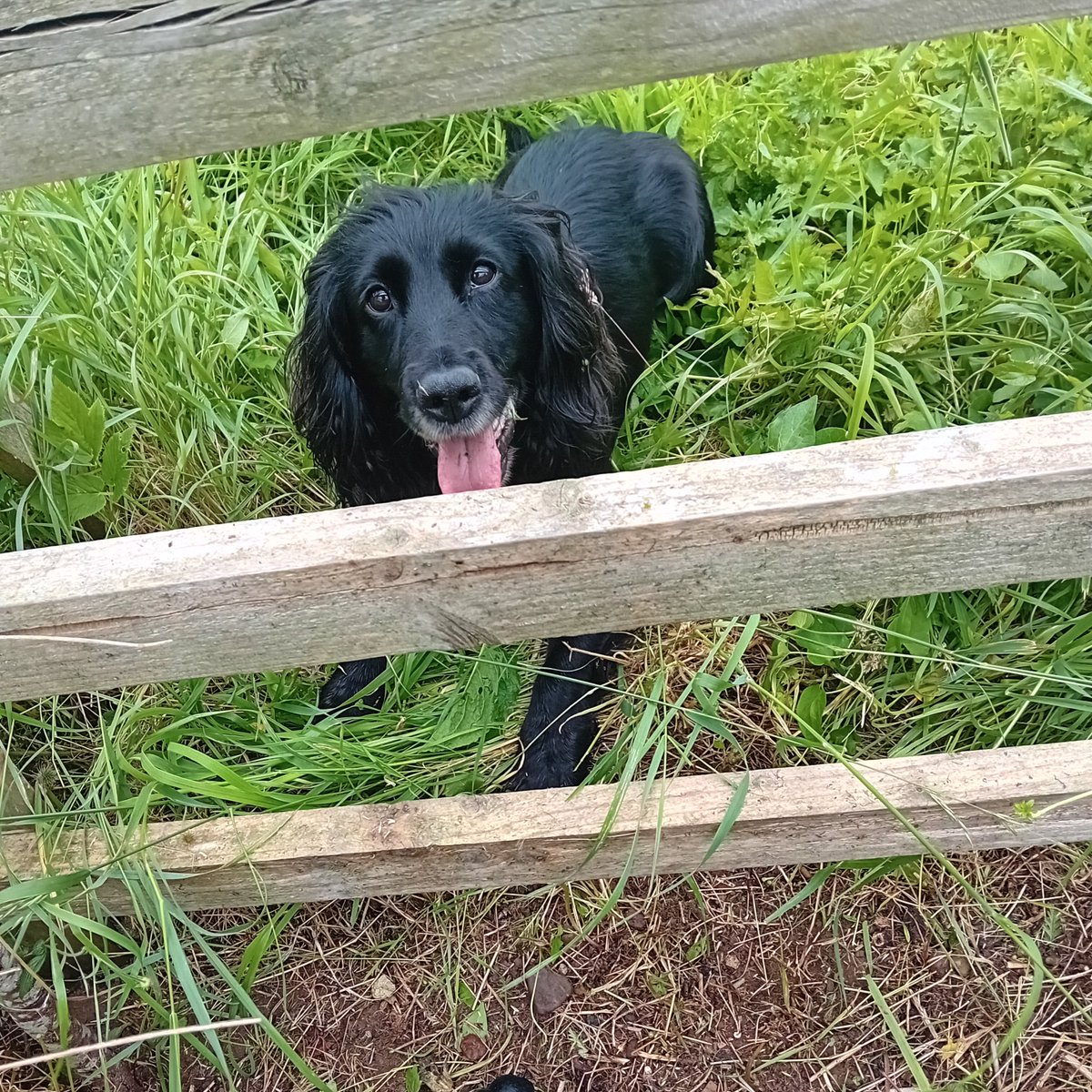 myblue90's tweet photo. Indie just checking I'm not tipping the weeds into her garden https://t.co/Oky6i5RdAm