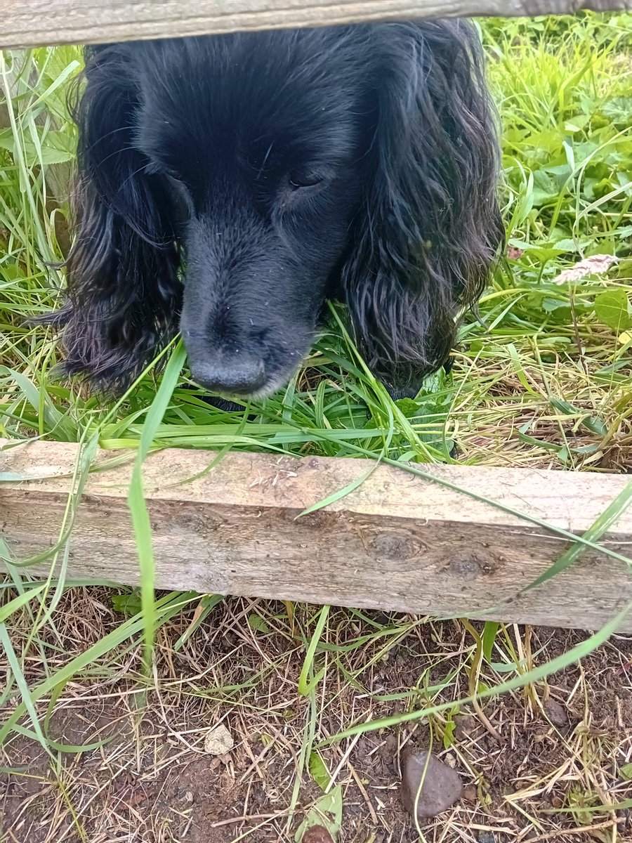Indie just checking I'm not tipping the weeds into her garden