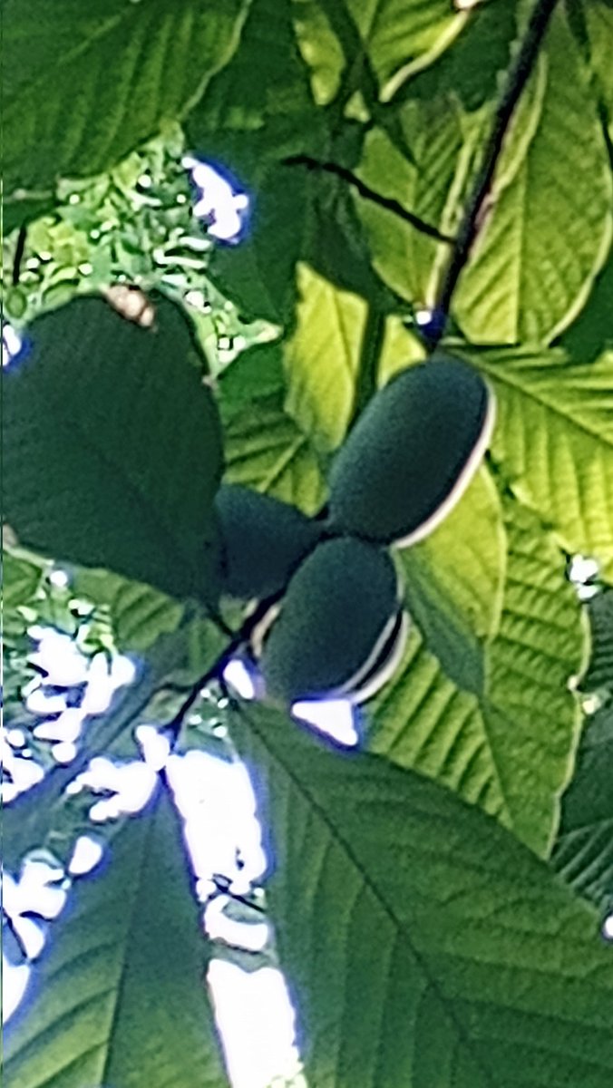 Duckyzilla, Earthbender tweet media