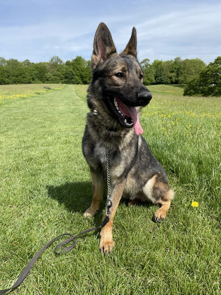 gsrescueelite tweet picture