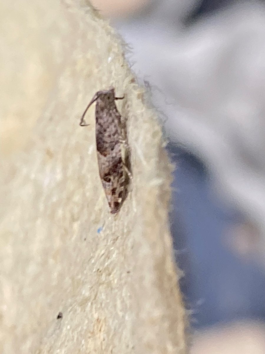 tuffu74's tweet photo. @MOTHIDUK Hi Sean , a few to check on please : epinotia sp 1 and 3 . 2 Coleophora sp ?? cheers https://t.co/x0P6mdVNtL