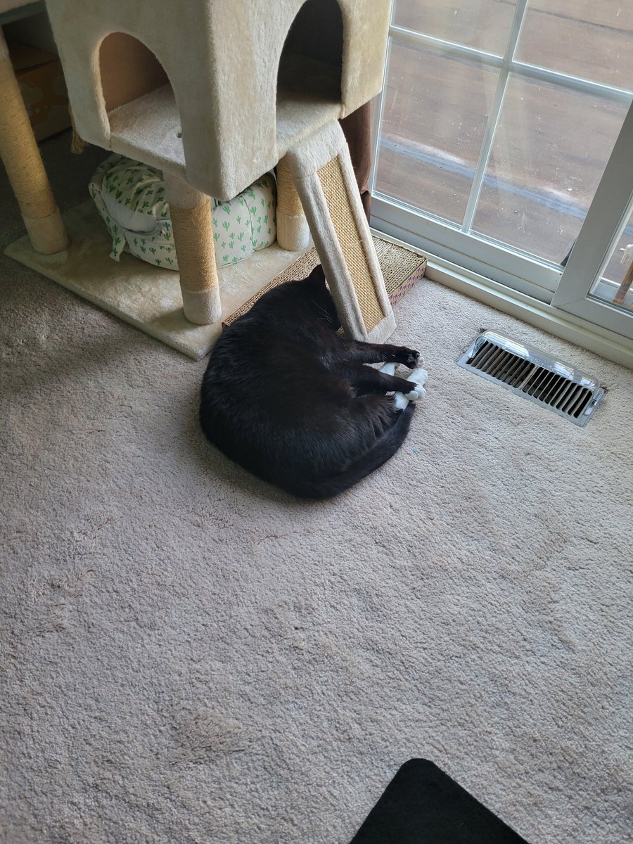 adogandafish's tweet photo. I need more kitties https://t.co/zBvQHuFWYg