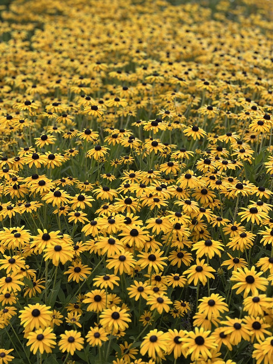 Totalkontrol.loopring.eth tweet media