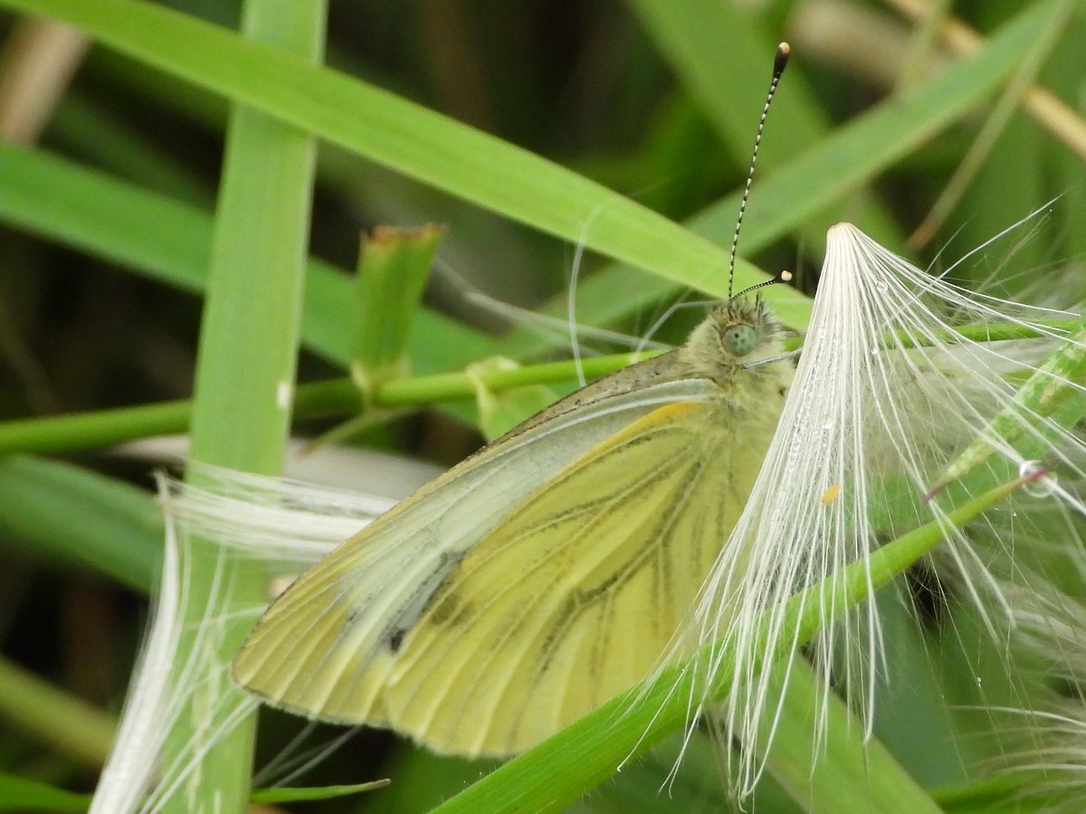 ecology_cymru's tweet photo. Green Veined White activity on #GwentLevels prior to the rain today.  @GwentLevels @GwentWildlife https://t.co/KDU4TGljbK