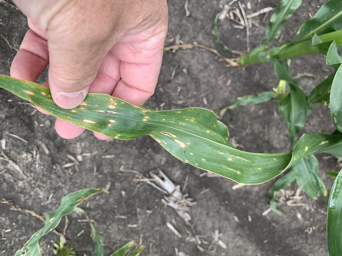 Seeing lots of Holcus Leaf Spot showing up on later planted or delayed growth corn in the last couple of weeks.