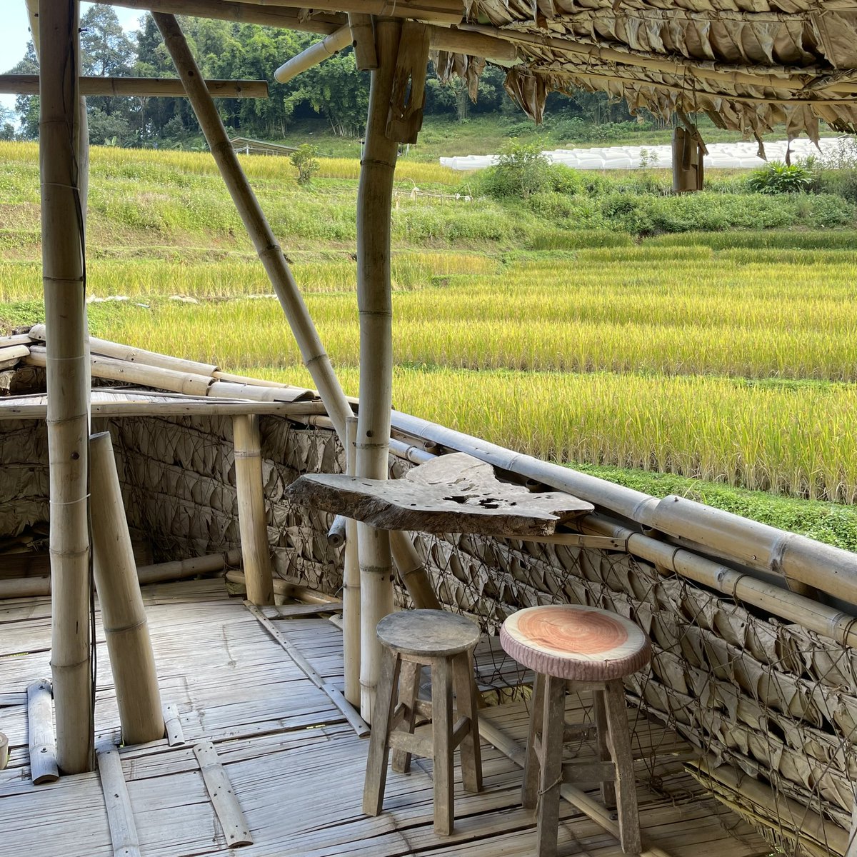 sfkkfs_'s tweet photo. แนะนำที่พักฮีลใจ Giant bamboo hut จ.เชียงใหม่ เป็นไม้ไผ่ทั้งหลัง ติดลำธาร นอนฟังเสียงน้ำไหลเพลินมากๆ บรรยากาศโคตรดี เห็นวิวทุ่งข้าว ลำธาร หายเหนื่อยจากโลกวุ่นวาย 🌾🏞️ https://t.co/2d9uWPXak7