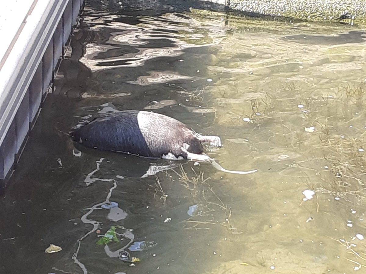 On vient de retrouver ça dans la Seine.
Bonne baignade.
#JO2024