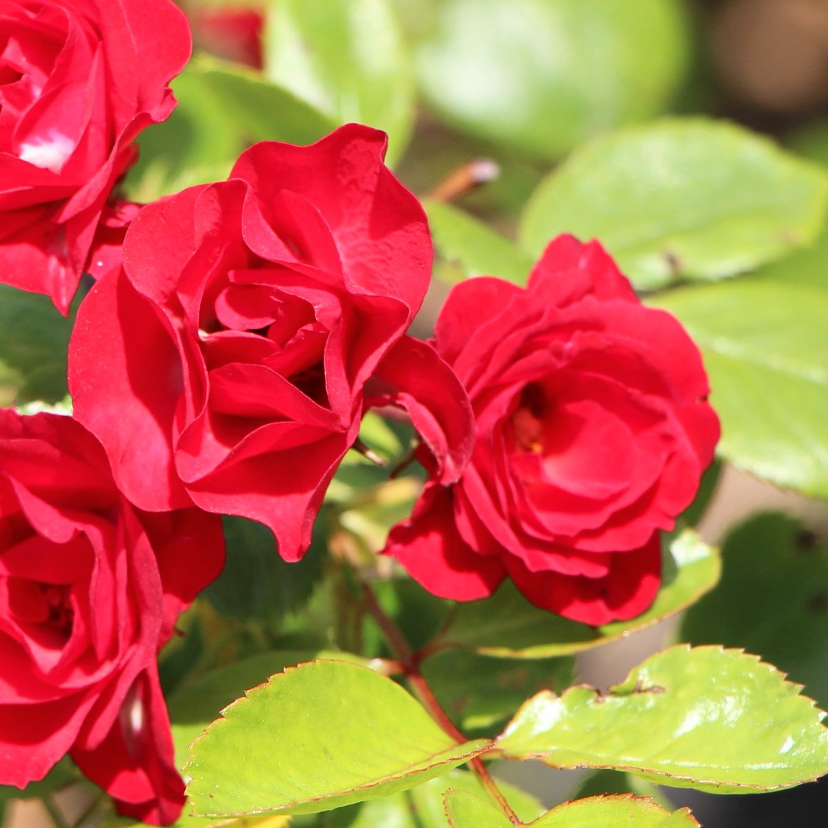 #花のある暮らし
バラ🎶