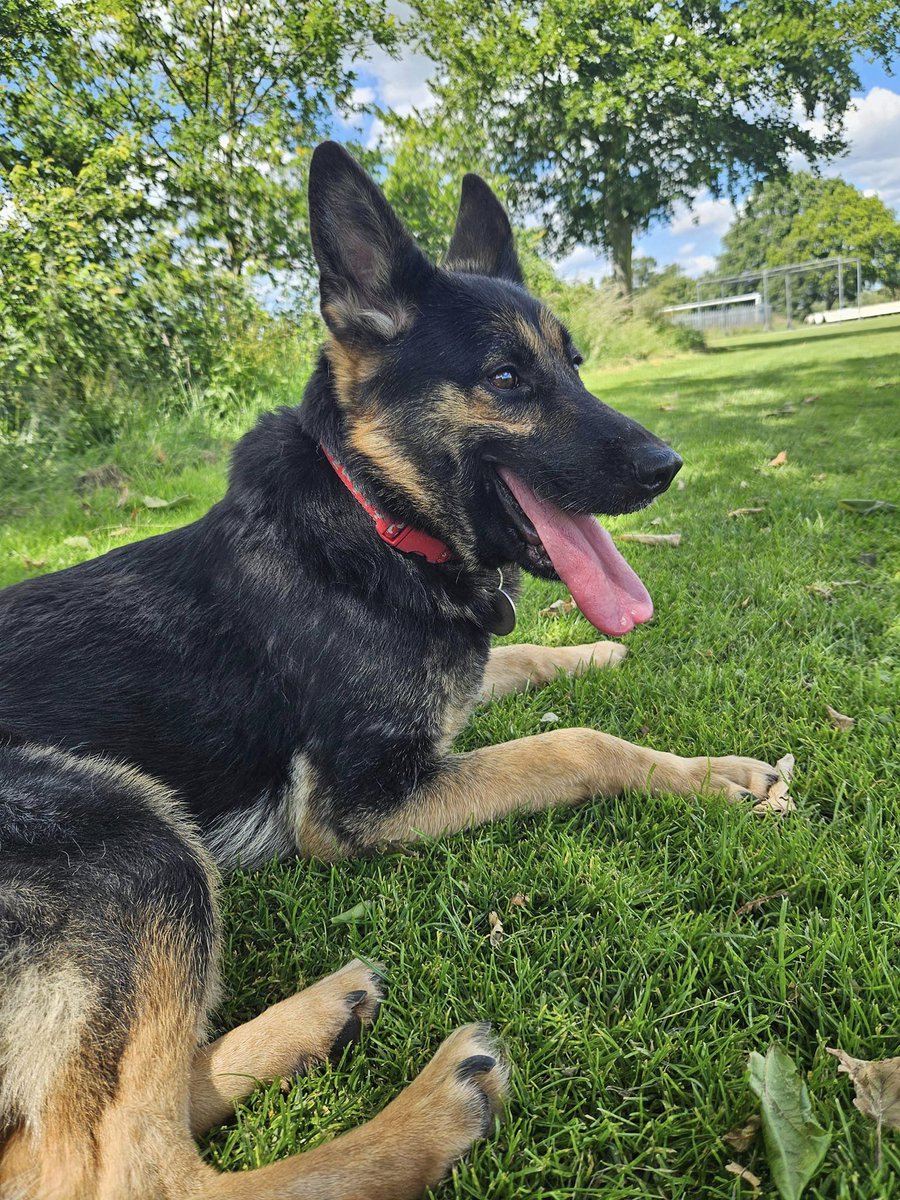 gsrescueelite tweet picture