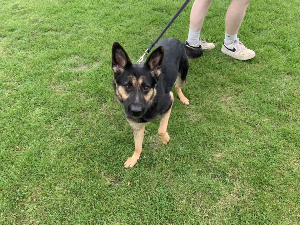 gsrescueelite tweet picture