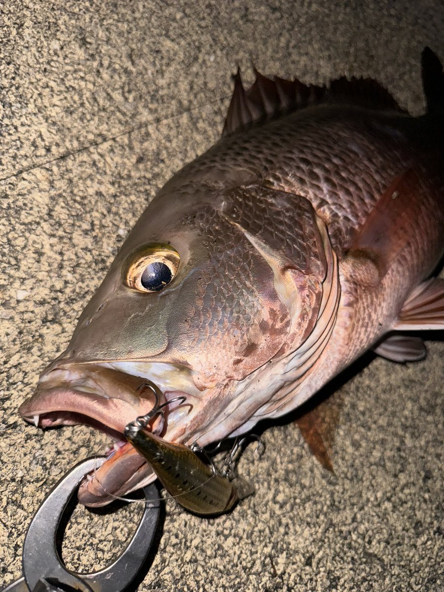 anyohoseo2's tweet photo. マングローブジャック！
釣ってみたかった魚の１つ😆！！！

53cmがデカいのか小さいのかすら分からんけどうれしー🌟

#fishman
#83l＋ https://t.co/vVmahYqhZb