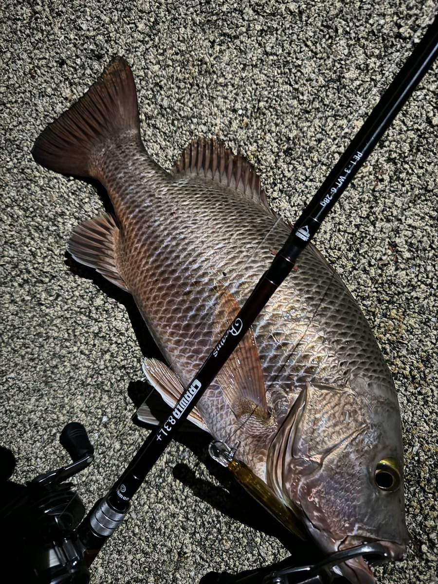 anyohoseo2's tweet photo. マングローブジャック！
釣ってみたかった魚の１つ😆！！！

53cmがデカいのか小さいのかすら分からんけどうれしー🌟

#fishman
#83l＋ https://t.co/vVmahYqhZb