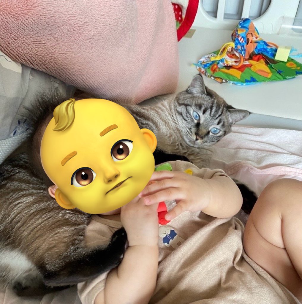 fuchan0720's tweet photo. 年明け前から更新が
滞っておりますが元気です😊

本日でふーちゃん2歳になりました🥳  

👶とは仲良くやってます笑
毎日毛を毟られても反撃せずに
立派に��兄ちゃんしてます👏

おめでとうふーちゃん！㊗️
これからもよろしくね😊

#猫
#猫がいる幸せ https://t.co/jgpsjCh4BF