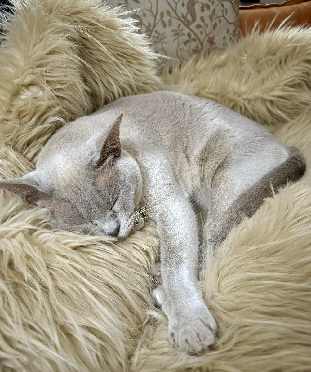 Perdita the #tourcat is feeling the fatigue from three weeks of late nights.  Wait till I tell her about the Olympics.  #couchpeloton