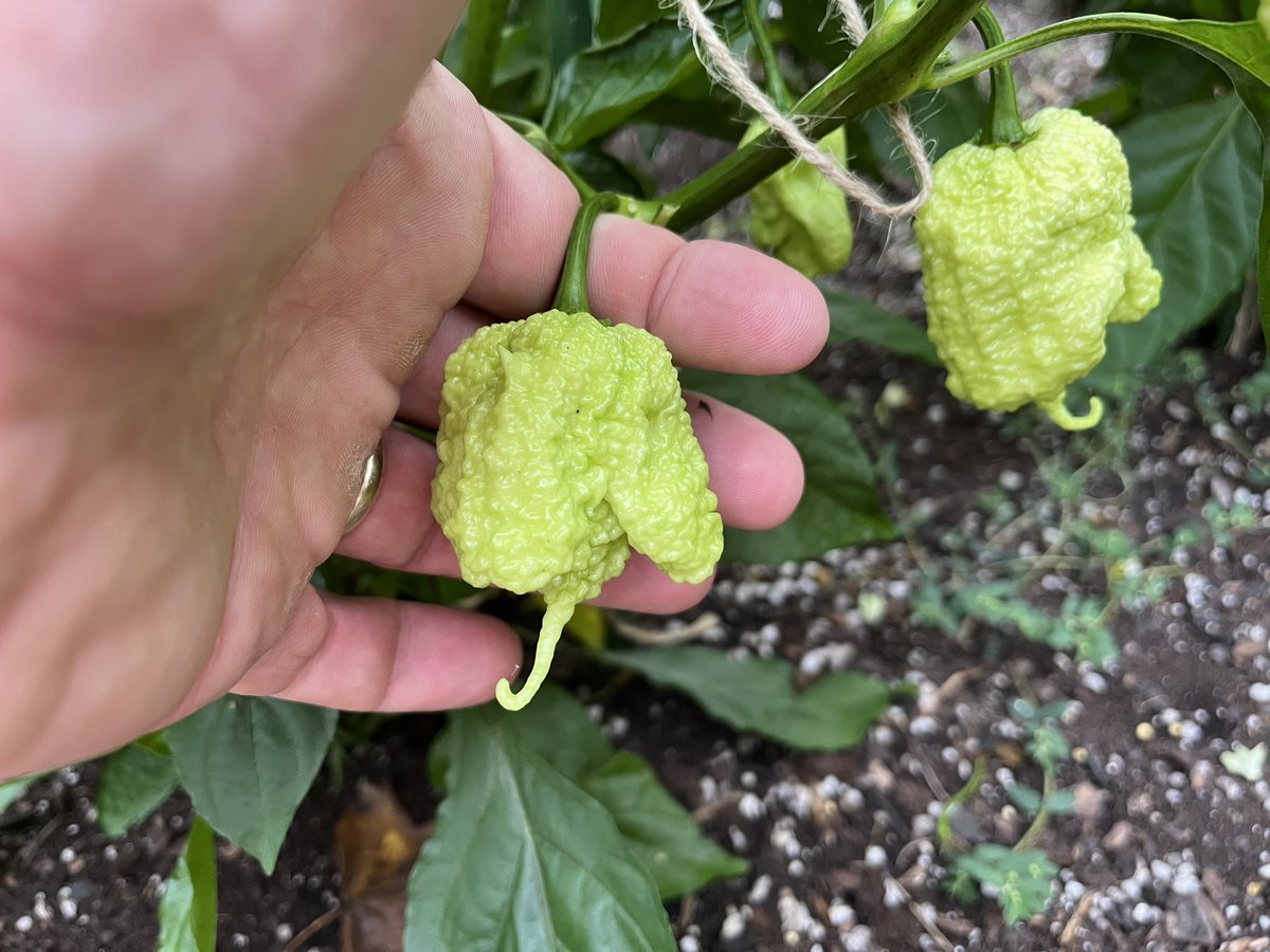 Peach Miasma looking nuts this morning.