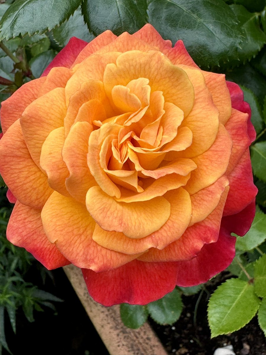 Garden Brocante tweet media