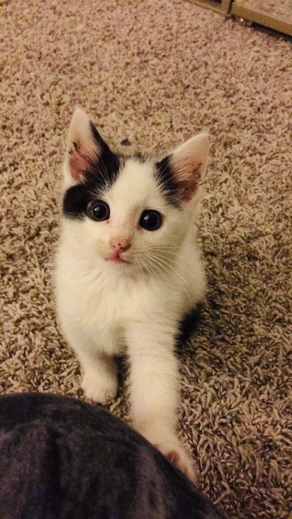 Hum_Blippo's tweet image. hhay. .. uu gawt diz:3