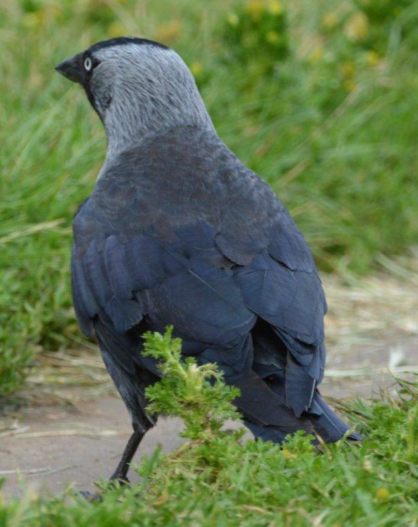 MikeWel61647760's tweet photo. @nickyperry82 #AlphabetChallenge #WeekC
C is for Corvids https://t.co/h6W6wgLZpB