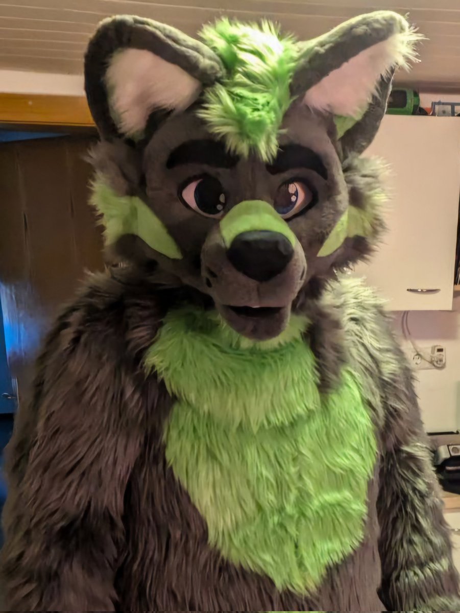 Chitto (@chittothewolf) on Twitter photo He is here 🥳. He arrived safely packed at home yesterday. Today was first wearing time 🤩.
A huge thank you goes to <a href="/TheKarelia/">TheKareliaFursuits 🔜 EF29, Furnavia.</a> and @Titus_Saber for the great work 🤗.
📷 <a href="/TheAlexCrash/">Alex Crash</a> He is here 🥳. He arrived safely packed at home yesterday. Today was first wearing time 🤩.
A huge thank you goes to <a href="/TheKarelia/">TheKareliaFursuits 🔜 EF29, Furnavia.</a> and @Titus_Saber for the great work 🤗.
📷 <a href="/TheAlexCrash/">Alex Crash</a>