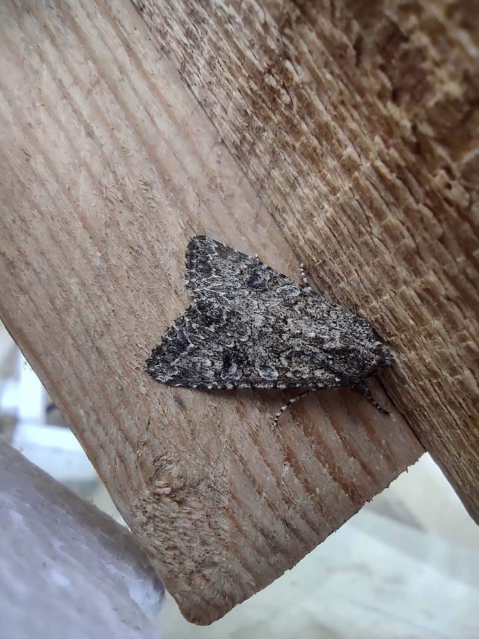 BirderChris's tweet photo. Bit of moth trapping last night. Just the two I'm puzzling over, and I feel I really ought to know them. I bet I'll be kicking myself if @MOTHIDUK does their usual great (and very patient) business https://t.co/7dSYktnuqS