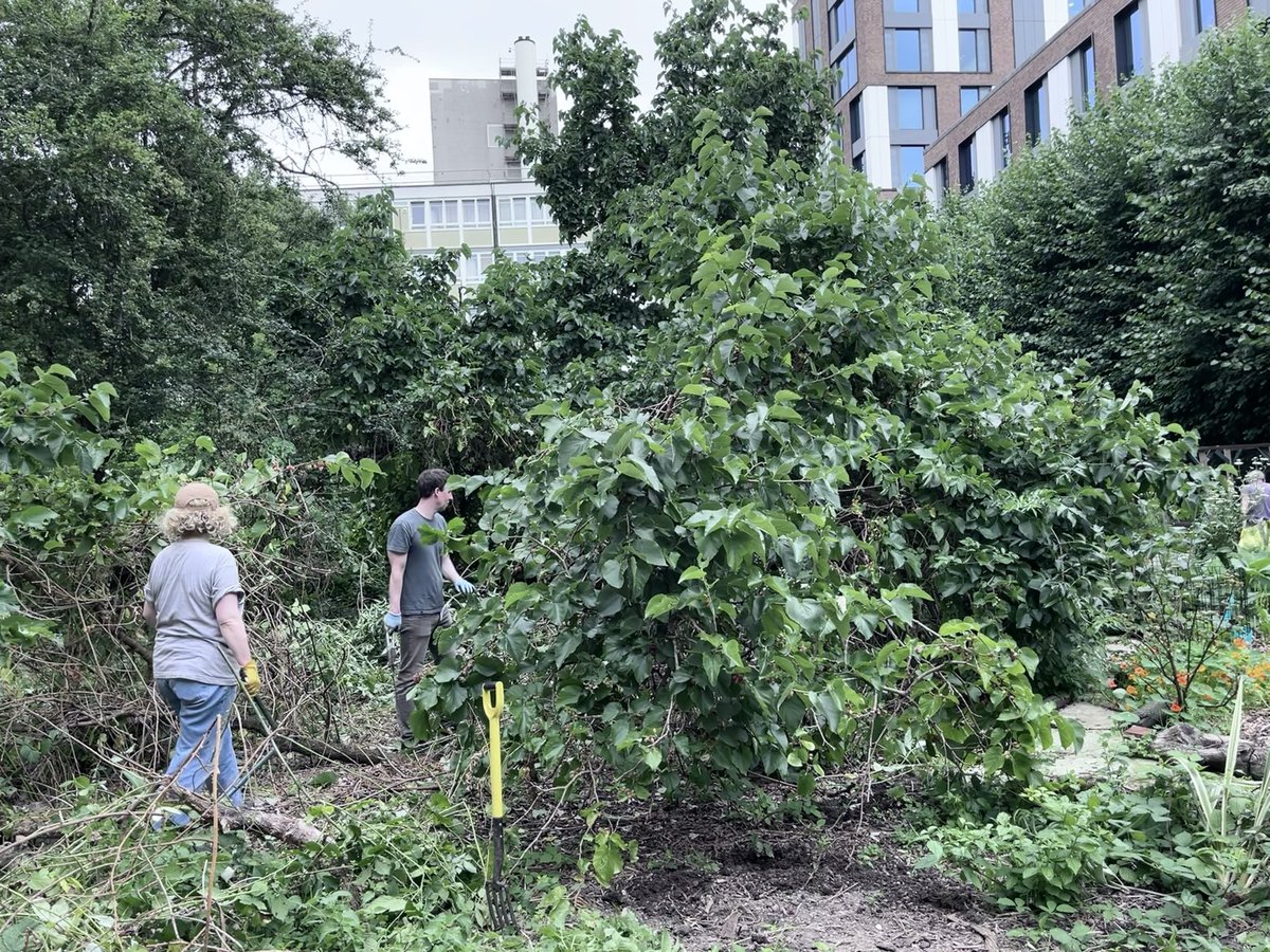 Mistral Gardens #Camberwell 150 year-old mulberry tree freed from a massive tangle of brambles and elder. Well done everyone!
