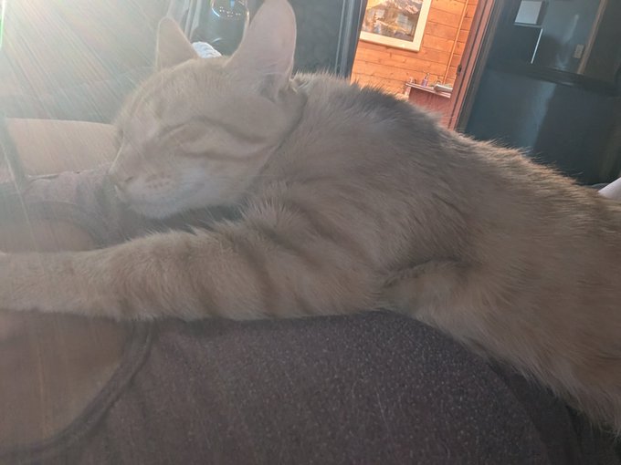 How am I supposed to get anything done when this lover wakes me up then falls  asleep on my chest https://t<a href="/tag/smartfood"class="tags"><span>#smartfood</span></a>