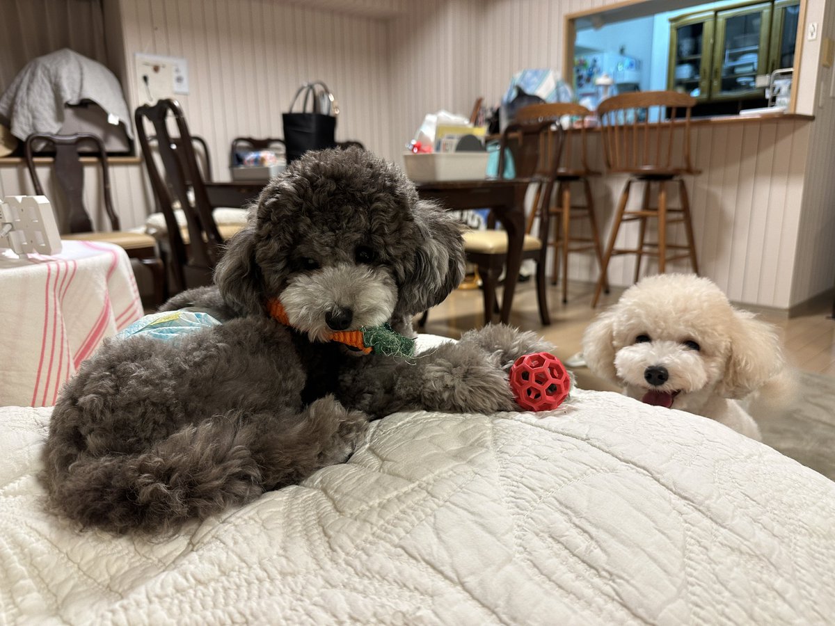 tp_mugi1225's tweet photo. 明日はトリミング
どんなカットにしようかね🤔 https://t.co/DWuZH9RuZC
