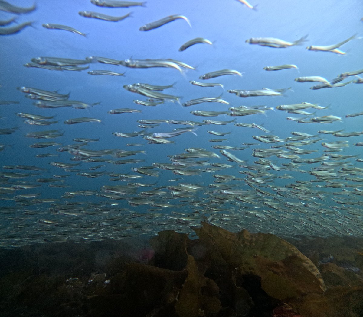 Our <a href="/kelprescue/">The Kelp Rescue Initiative</a>  underwater timelapse cameras have been recovered in the Salish Sea, and the imagery is amazing!

These data will help us investigate how fishes are using restored kelp forests in the Salish Sea.

<a href="/UVicScience/">UVic Science</a> <a href="/BamfieldMSC/">Bamfield MSC</a> <a href="/baumlab/">Dr. Julia K. Baum</a> <a href="/NSERC_CRSNG/">NSERC / CRSNG</a> <a href="/FishOceansCAN/">Fisheries and Oceans</a>