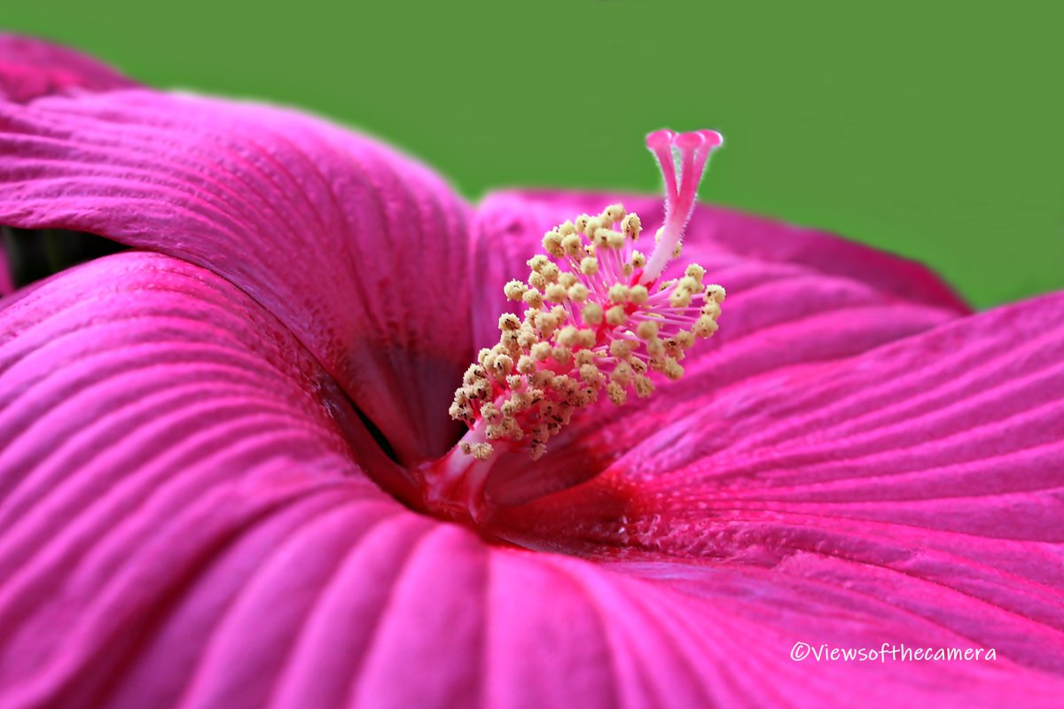 viewsofthecmra's tweet photo. Hibiscus
#flowers #floral #flora #flowerslovers #flowerphotography #nature #naturephotography #naturelovers #outdoors #outdoorphotography #photo #photography #photographersofinsta #ig_flowers #texas #dallastexas #dallas #pretty #canon #canonphotography #canonrebelt3i #hibiscus https://t.co/j7dY6pTow6