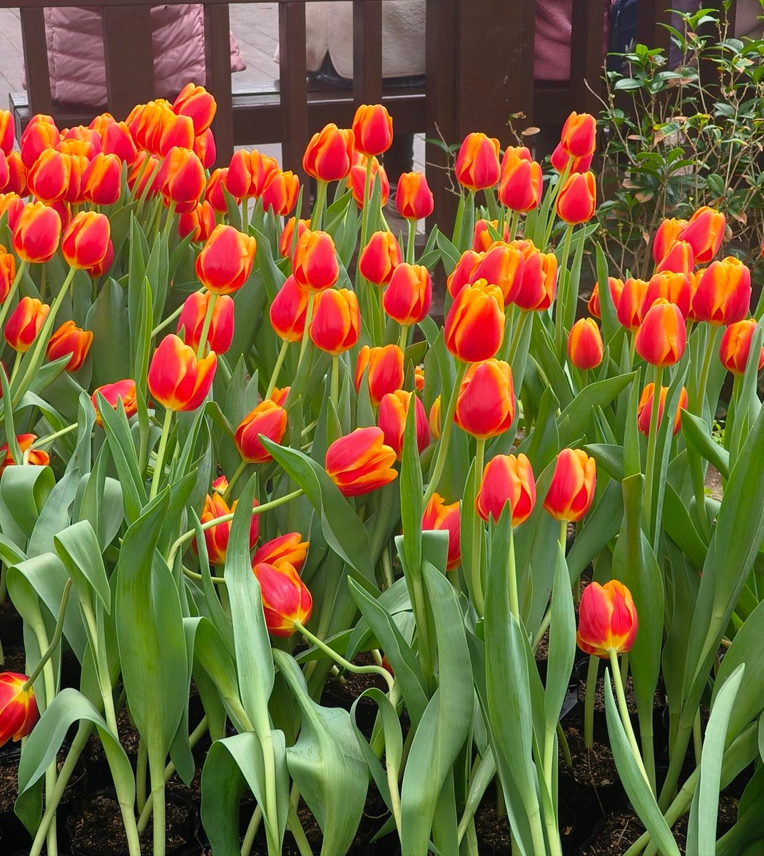 ConnectAssists's tweet photo. 台北の花海 https://t.co/ixT2ide4ut