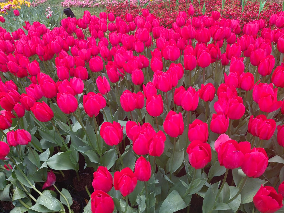 ConnectAssists's tweet photo. 台北の花海 https://t.co/ixT2ide4ut