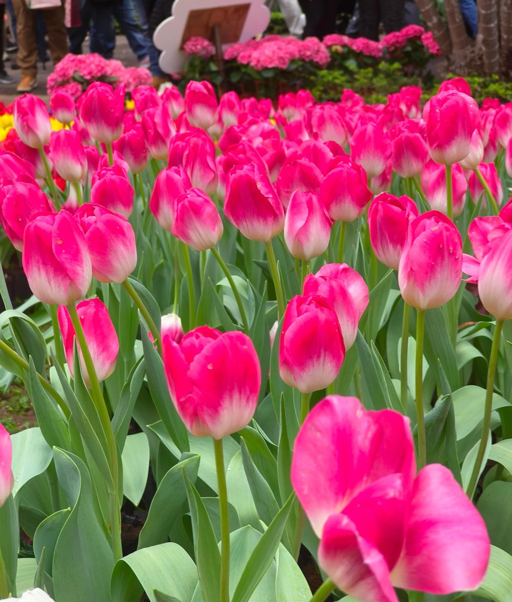 ConnectAssists's tweet photo. 台北の花海 https://t.co/ixT2ide4ut