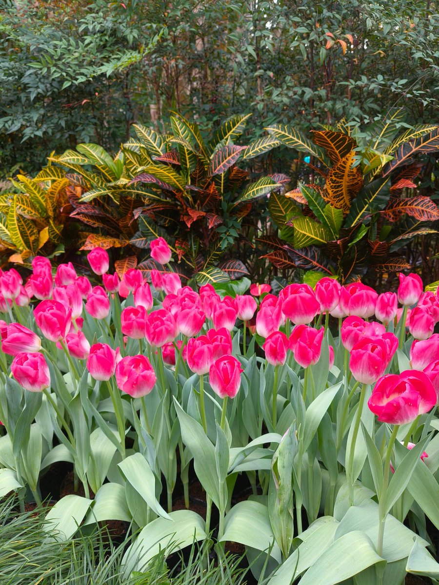 ConnectAssists's tweet photo. 台北の花海 https://t.co/ixT2ide4ut