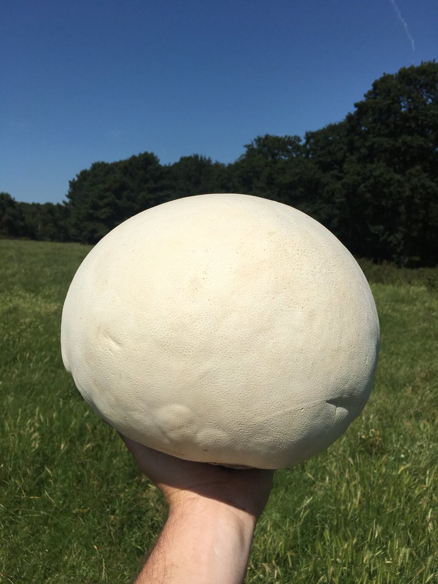 The champion of champignons!