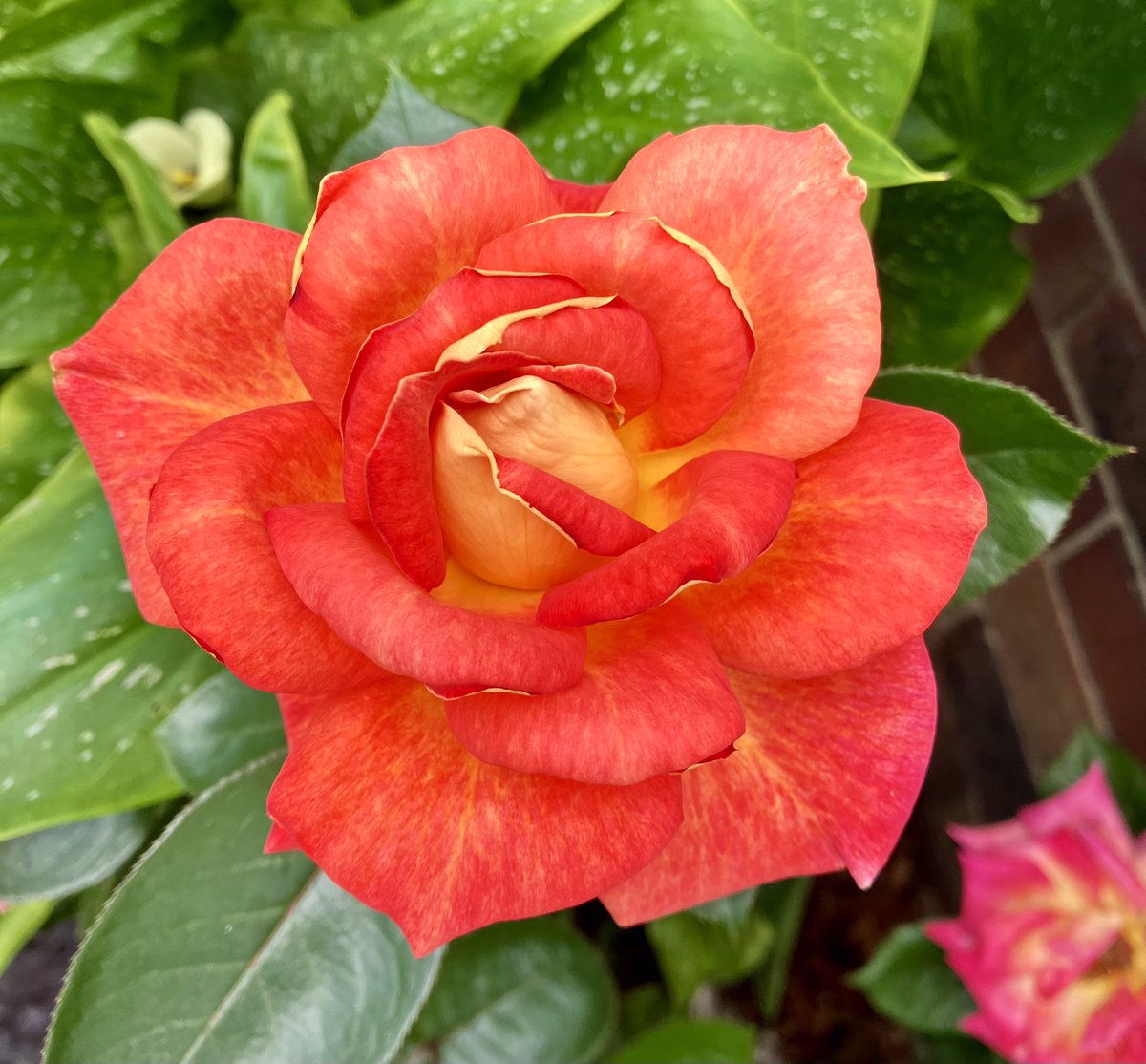 tuzzer's tweet photo. Hot colours in the blooming summer garden… https://t.co/ugsN6sBi0d