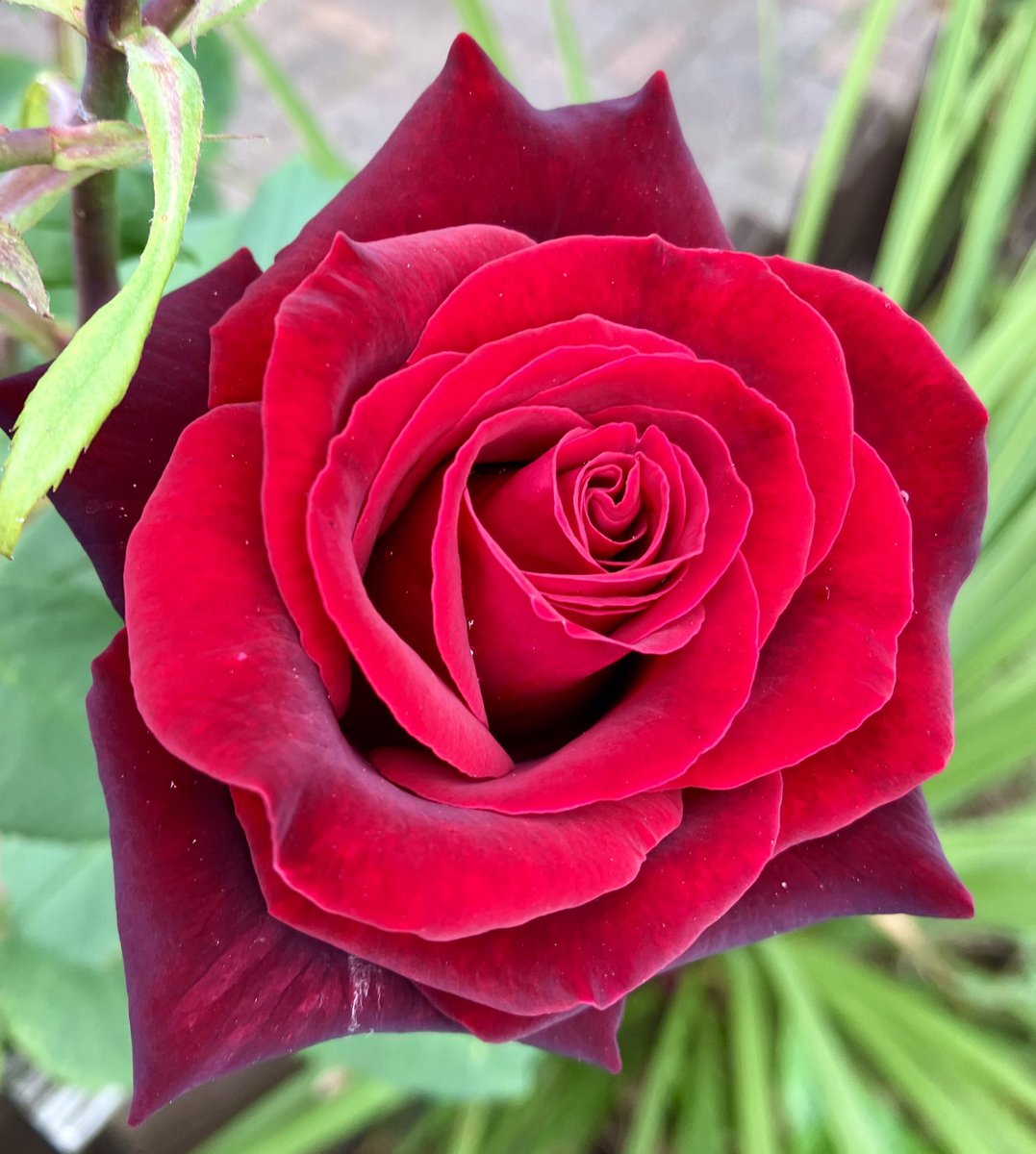 tuzzer's tweet photo. Hot colours in the blooming summer garden… https://t.co/ugsN6sBi0d