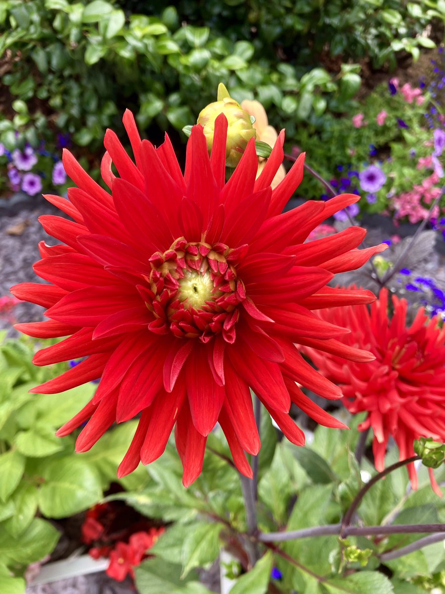 tuzzer's tweet photo. Hot colours in the blooming summer garden… https://t.co/ugsN6sBi0d