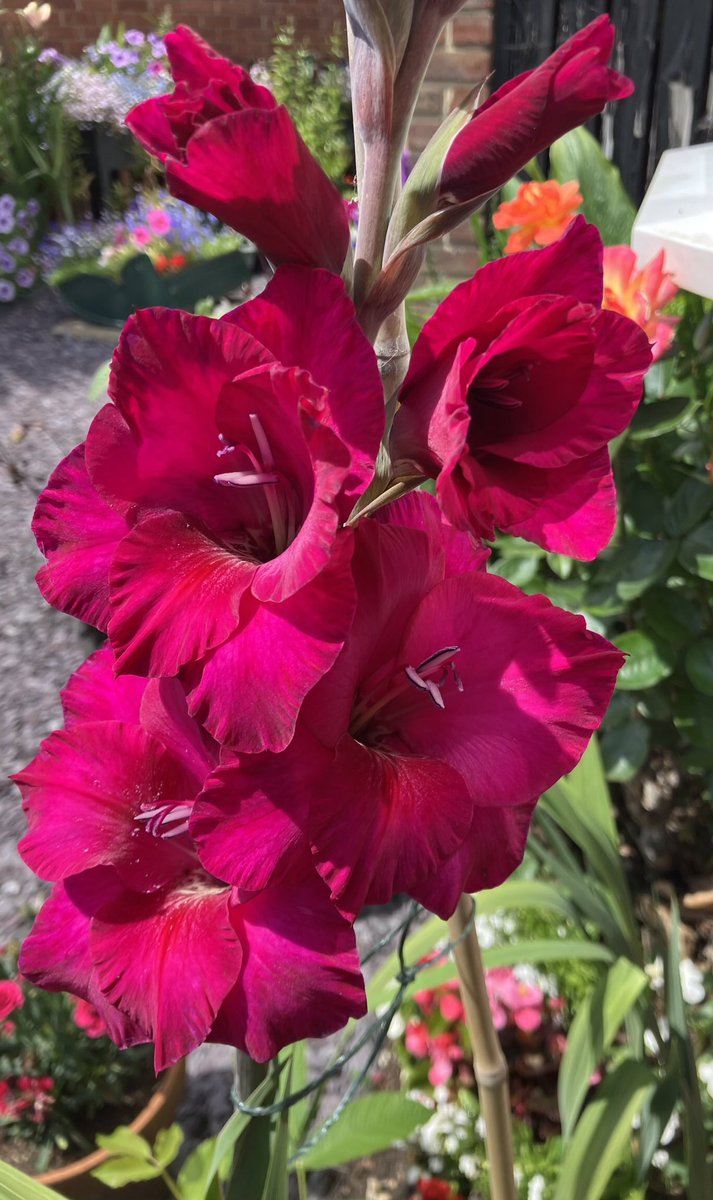 tuzzer's tweet photo. Hot colours in the blooming summer garden… https://t.co/ugsN6sBi0d