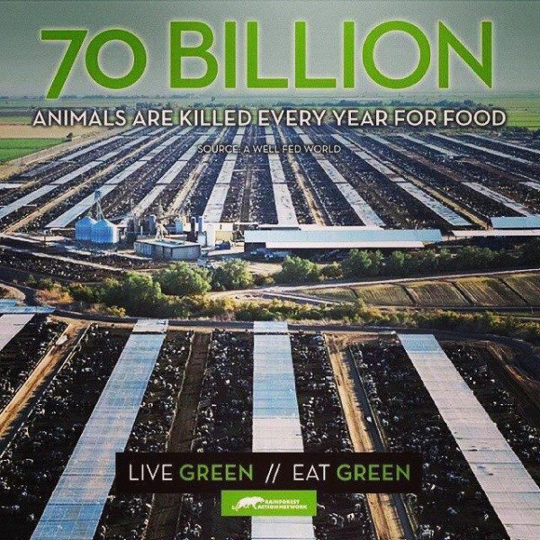 veganfuture's tweet photo. 70 Billion animals are killed every year for food. Choose compassion. #GoVegan https://t.co/VqCQTukwBG