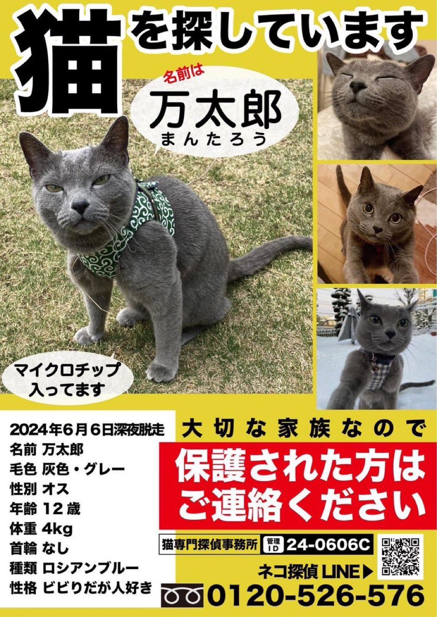 o_nakasayu's tweet photo. どこへ行ってしまったんだ.....
どなたか保護してくれていませんか？
すぐお迎えにあがります。
どうかお願いします、連絡ください。

＼みんな待ってるよ／
＼まんちゃん、おうち帰ろ／

#迷子猫　#迷い猫　#保護 https://t.co/oziLgFfRkR