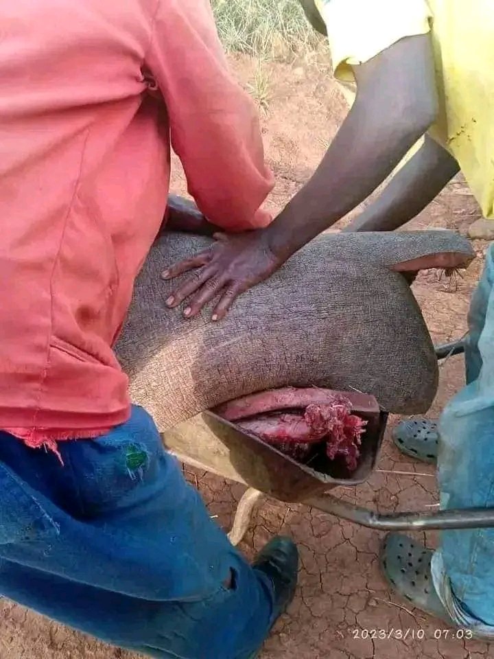Ericano_M's tweet photo. Limpopo villagers killed a hippo  to 
feed themselves with its own meat
The price of this hippo is estimated to be around R2,7 million.

#leak / MaMkhize  / Gayton / Ndlozi  / ice boy / Loadshedding  / Lorch /  #RIPBraStan / sputla / Emtee  / Khayalami Hotel , Alostro https://t.co/gGNtw2PIli