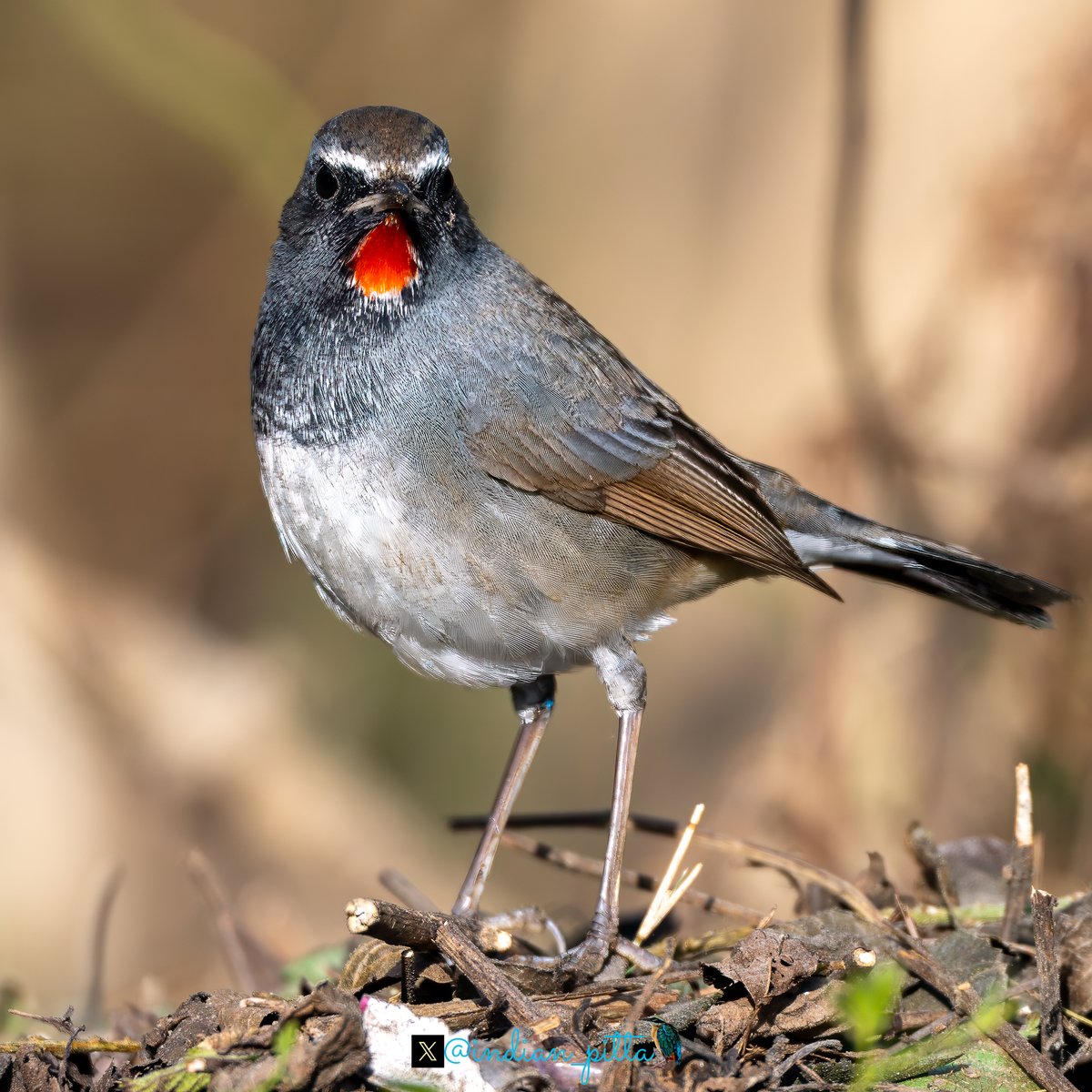 indian_pitta's tweet photo. Share a bird with a coloured throat !!

In Frame - Himalayan Ruby throat https://t.co/g43A0JXSNZ