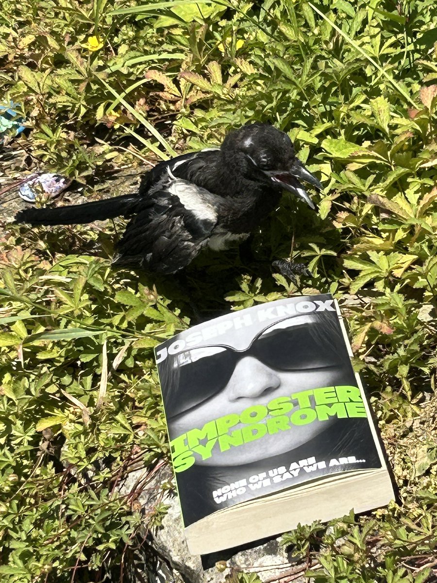 Suffering from #ImposterSyndrome? You can’t run and hide: <a href="/josephknox__/">Joseph Knox</a> knows. Lynch knows too. For once, he seems keen on exposing the truth as he lands himself on the trail of a murder with a magpie centre stage. 

Dangerously dark, devastatingly deep 😱
Out now <a href="/doubledaybooks/">Doubleday</a>