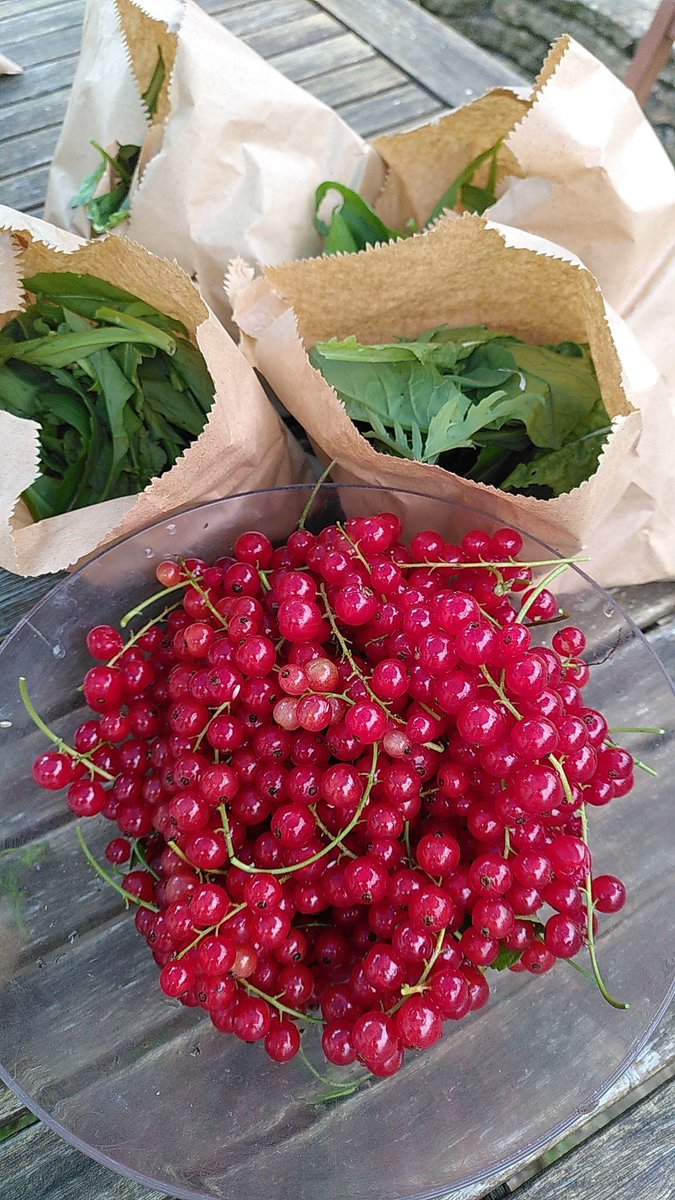 katejo99's tweet photo. Looking forward to sharing our crops at #northway Celebration event today, 12 - 3.00pm. Thanks to all our gardening volunteers @MarstonCommuni1 @CAGOxfordshire https://t.co/NDntLwJ6RN