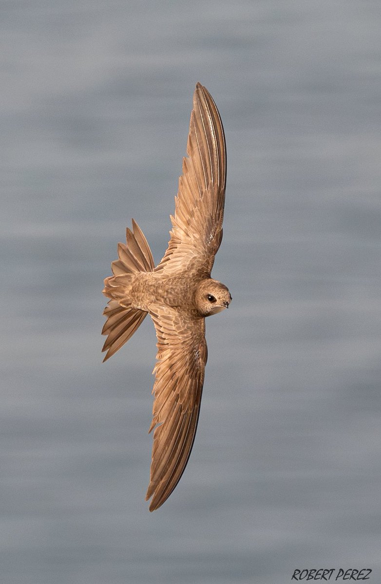 Robert Perez (@robbieaperez) on Twitter photo Pallid swift (Apus pallidus) caught here well over the old town 📷
#Gibraltar #BirdsSeenIn2024
<a href="/gonhsgib/">GONHS Gibraltar</a> @infoGibraltar <a href="/GibraltarBirds/">Gibraltar Birds</a>
<a href="/_BTO/">BTO</a> <a href="/Natures_Voice/">RSPB</a> <a href="/BirdGuides/">BirdGuides</a>
<a href="/BirdLifeEurope/">BirdLife Europe & Central Asia</a> <a href="/GibReserve/">Gib Nature Reserve</a> <a href="/GibraltarMuseum/">The Gibraltar National Museum</a> Pallid swift (Apus pallidus) caught here well over the old town 📷
#Gibraltar #BirdsSeenIn2024
<a href="/gonhsgib/">GONHS Gibraltar</a> @infoGibraltar <a href="/GibraltarBirds/">Gibraltar Birds</a>
<a href="/_BTO/">BTO</a> <a href="/Natures_Voice/">RSPB</a> <a href="/BirdGuides/">BirdGuides</a>
<a href="/BirdLifeEurope/">BirdLife Europe & Central Asia</a> <a href="/GibReserve/">Gib Nature Reserve</a> <a href="/GibraltarMuseum/">The Gibraltar National Museum</a>