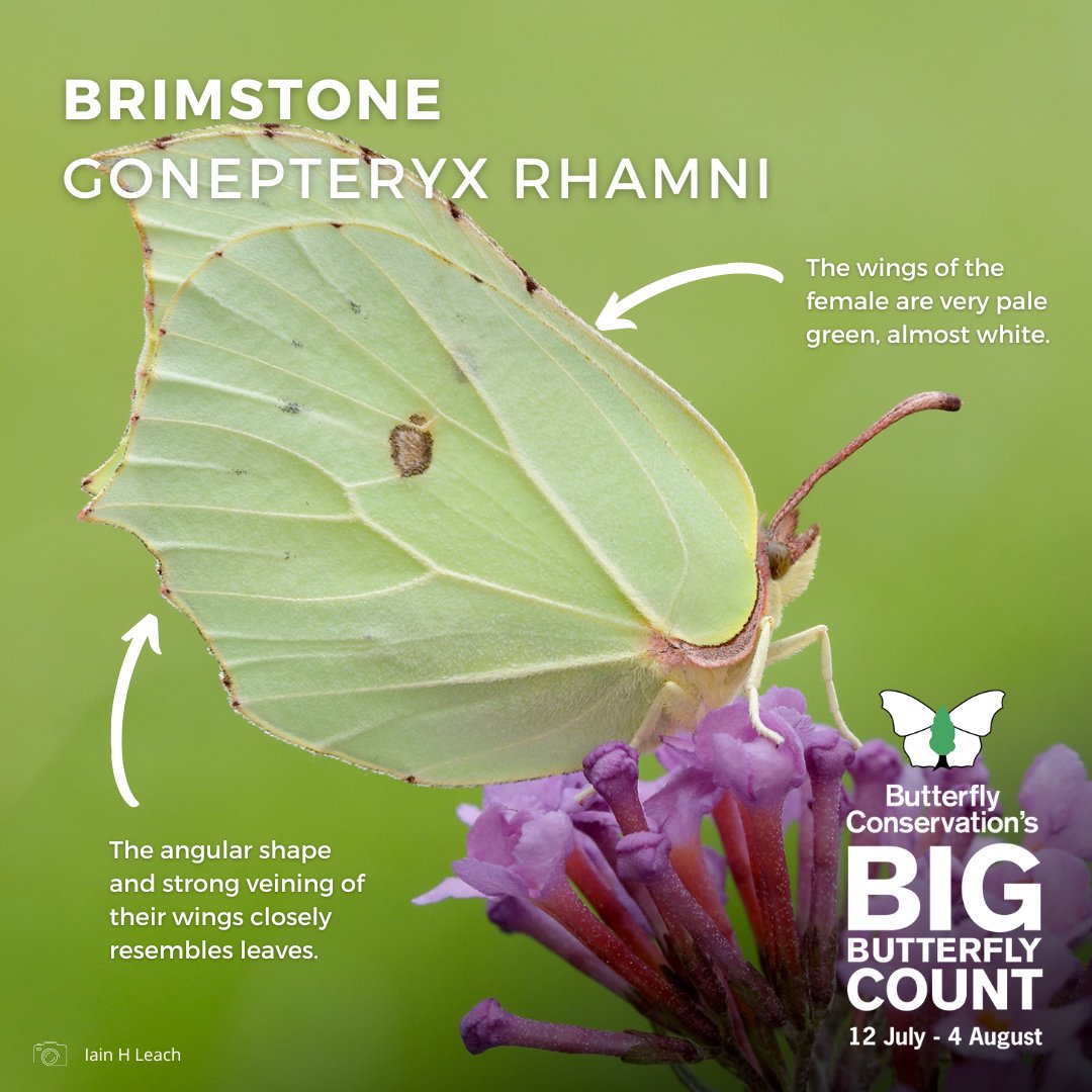 Where does the word 'butterfly' come from? 🦋

There is a view that the word originates from the yellow colour of male Brimstones (Gonepteryx rhamni).

One to record in the #BigButterflyCount 👉 bigbutterflycount.org